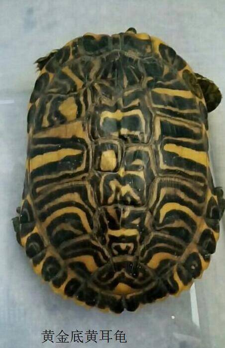 品种,黄金底黄耳龟稀有程度在变异系数黄耳龟之上,喜欢漂亮的黄耳就去