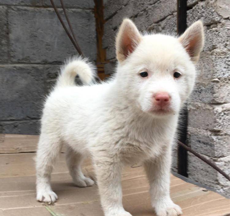 原创贵州神犬下司犬国际公认的中国唯一世界级猎犬