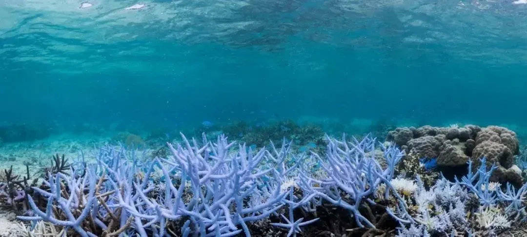 世界海洋日|保护海洋生物多样性 人与自然和谐共生