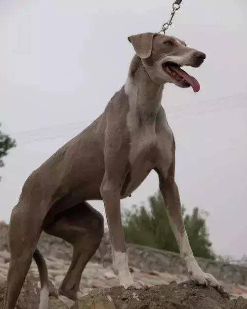 北方主要用于撵兔掐狗用的,视觉猎犬为主 主要有:河北细狗,山东细狗