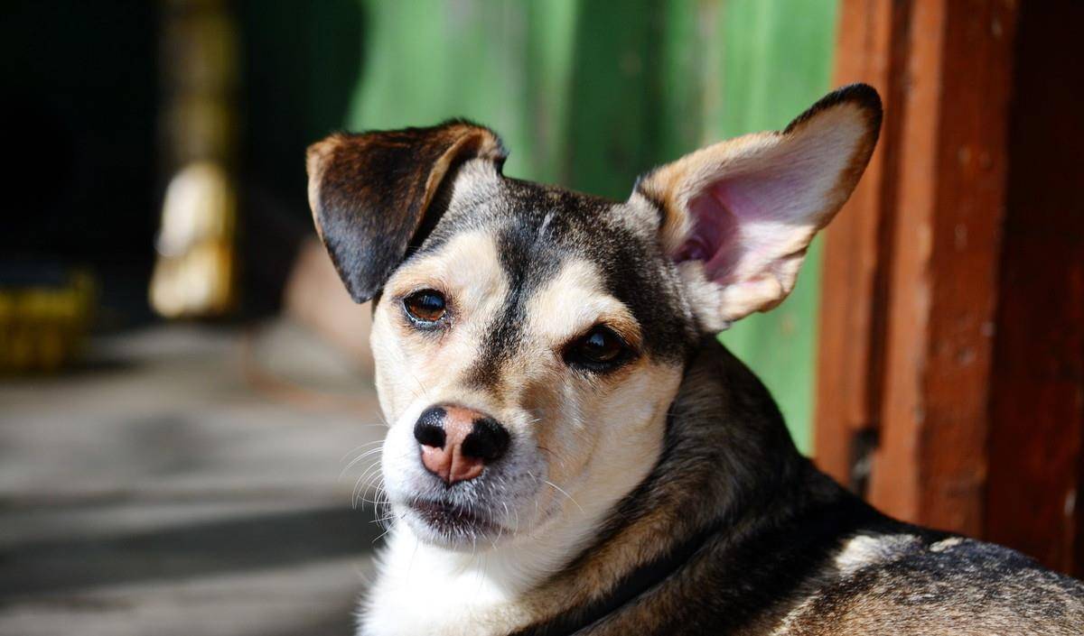 原创中华田园犬是最通人性的,聪明 忠诚 机灵 最近特别火