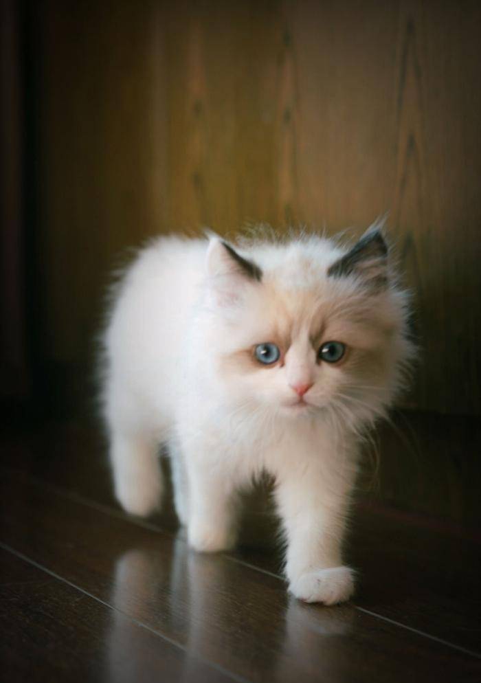 原创一只布偶猫的自述: