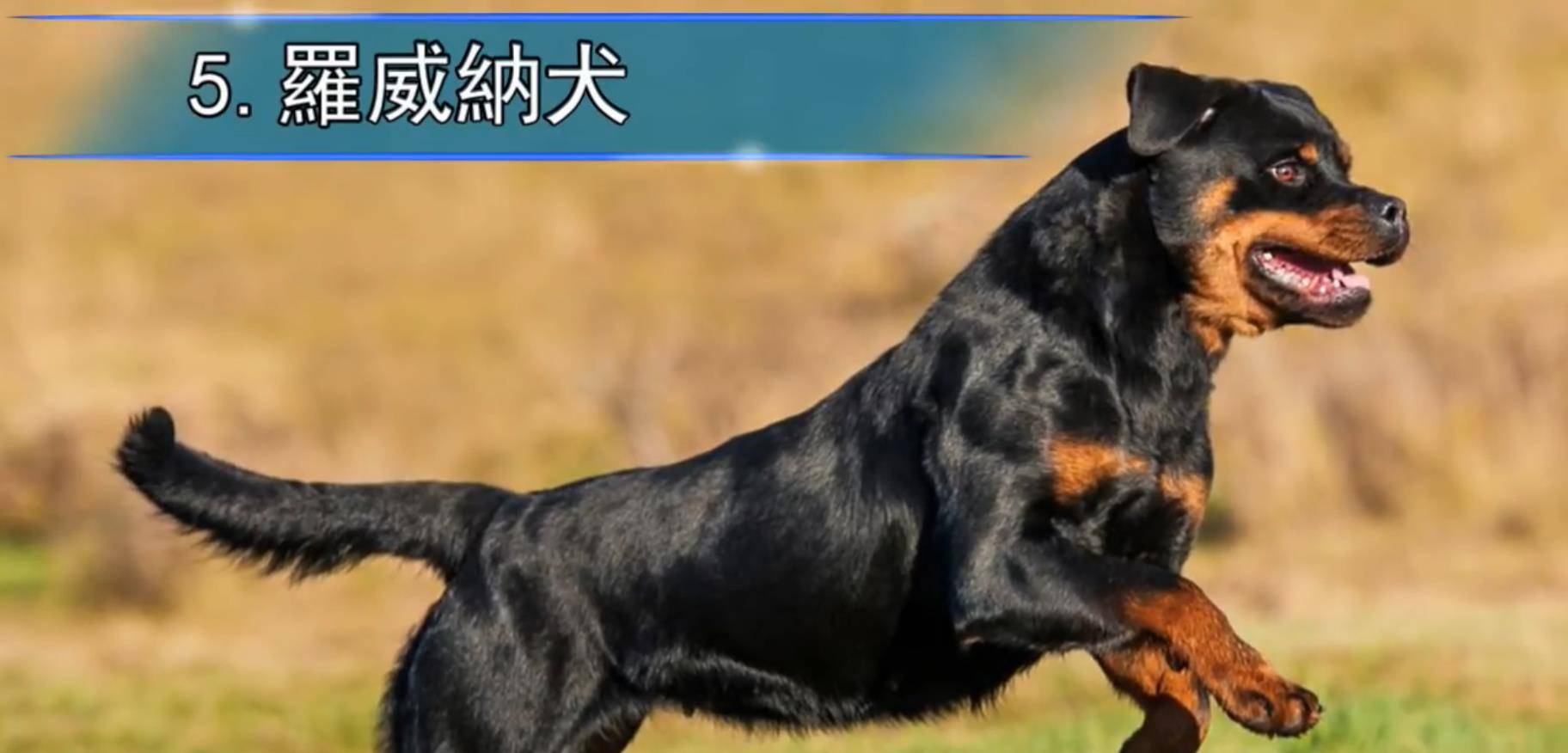 最致命的狗狗品种,全球禁养的战斗犬种
