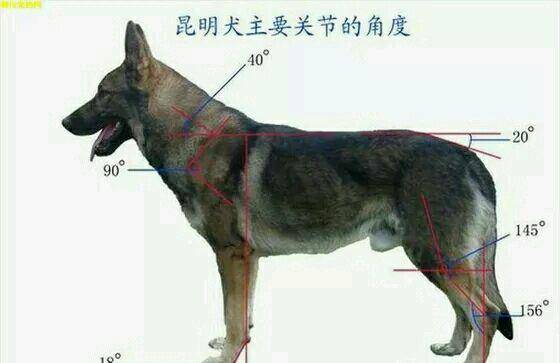熟悉马犬的外形特征标准比那张纸靠谱,或者,你可以直接国外