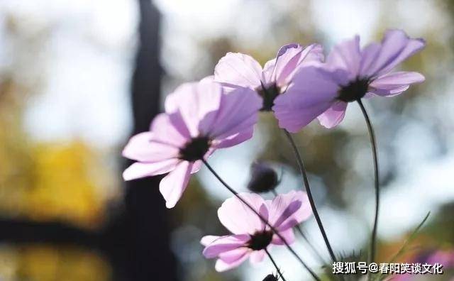原创非常经典的句子:风吹雨打知生活,苦尽甘来懂人生