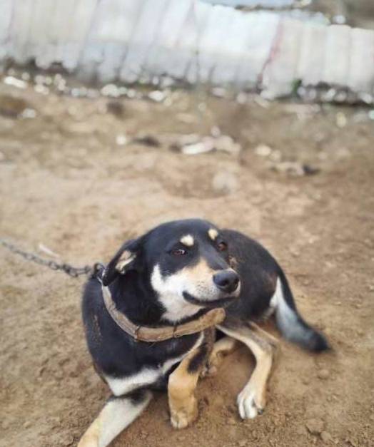 中华田园犬和比特犬打起来了,最后胜利者竟然是