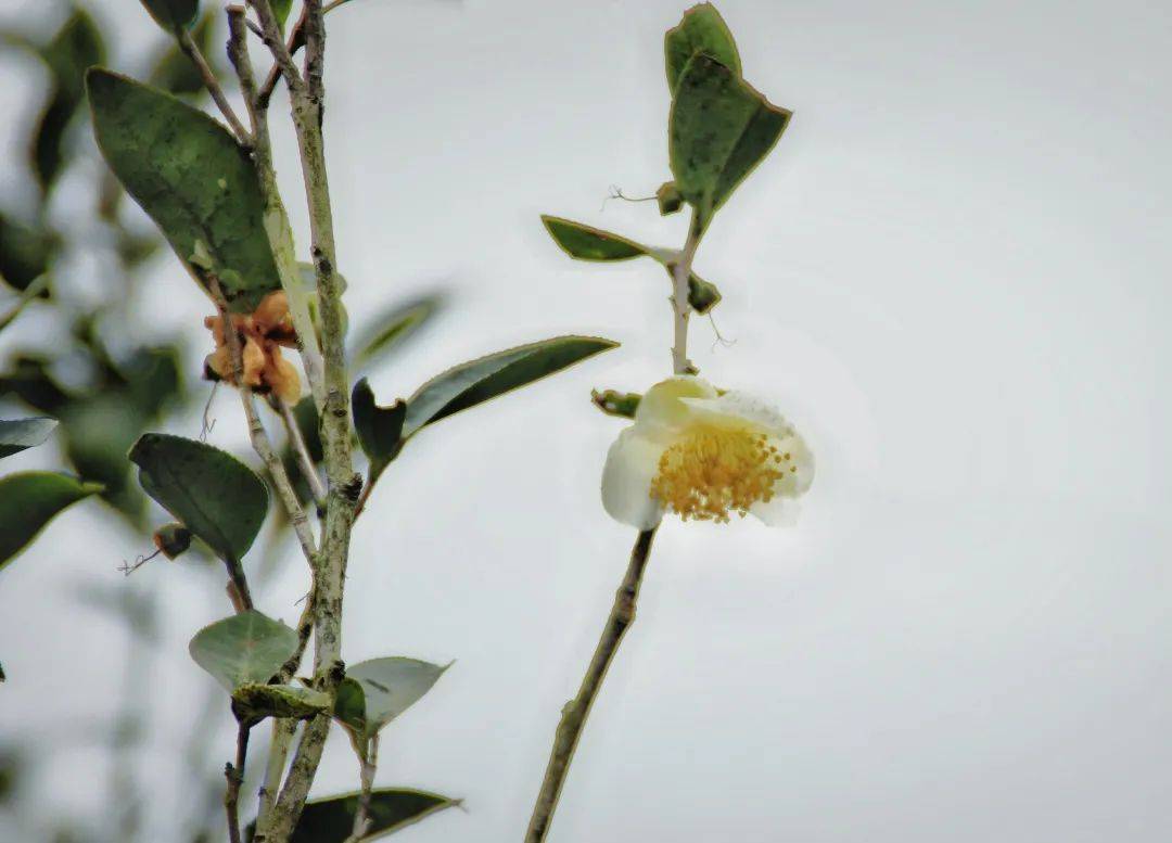 关于茶茶叶茶树的属性与特征记住了才会识茶知茶