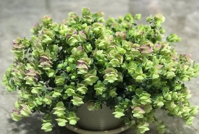 养不好吊兰养牛至,开花就像折纸画,吊盆养更美