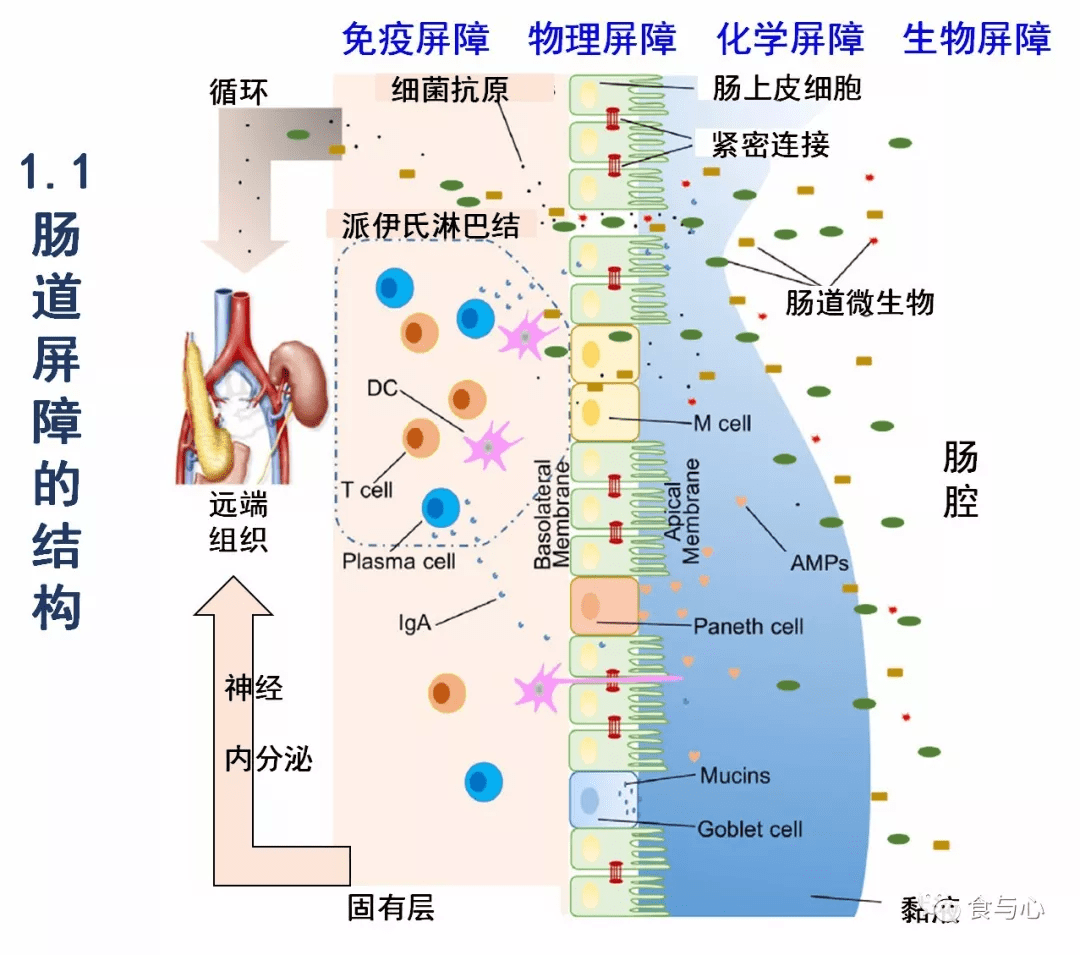 1.2 肠道屏障的动态与波动1.3 肠漏1.4 肠漏(电镜)1.5 细菌易位1.