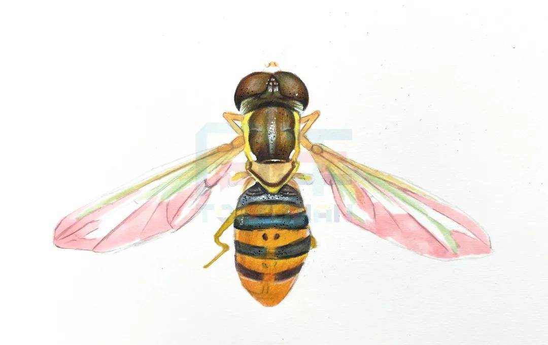 嗡嗡嗡……一只小蜜蜂,飞在花丛中~ 感兴趣的小伙伴儿一起来动手画一