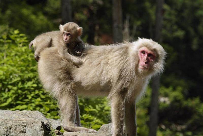 原创宠物市场出售所谓"日本袖珍石猴",其实是 日本猕猴