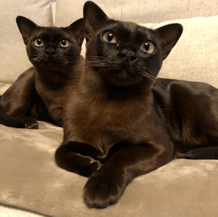 "我以为黑猫搞大了暹罗的肚子,但其实…太尴尬了啊!