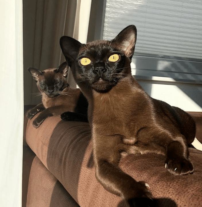 "我以为黑猫搞大了暹罗的肚子,但其实…太尴尬了啊!