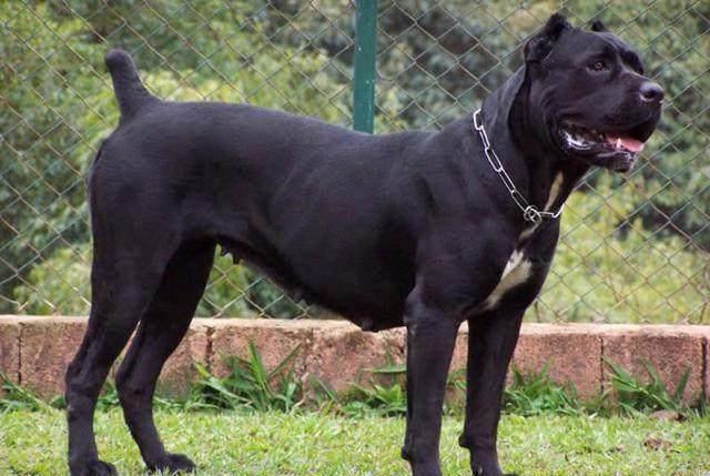世界十大烈性猛犬,藏獒只能排在第五,第一名品种古老