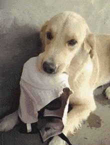 原创你家猫咪狗狗有做过这些令人羞涩的事情吗?