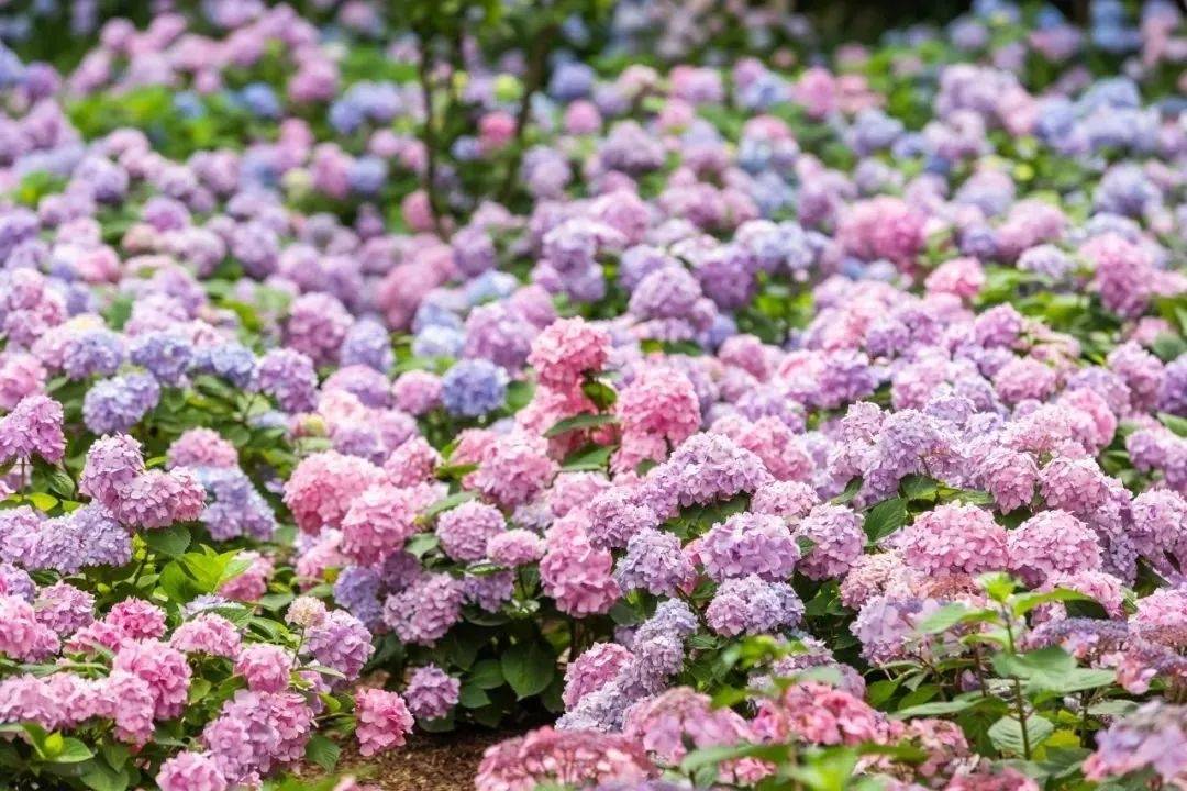 来金山这些夏日里的花海绿洲,pick你身边的"小美好"吧