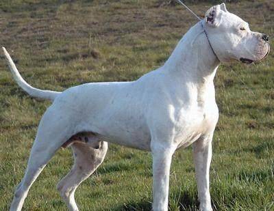 原创世界名犬——杜高 猎犬之王