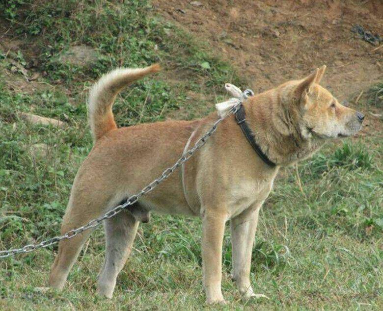 有一种震撼,叫土猎的风采 中国,从不缺优秀的猎犬