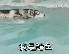 说实话养了狗以后你最怕什么?我不怕花钱也不怕它捣乱