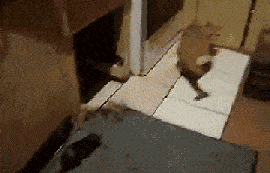 怂货猫咪怕老鼠,真是丢了猫脸!