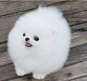 珍珠犬:来自韩国,是韩国为数不多的犬种之一,市场上一般很少纯种的