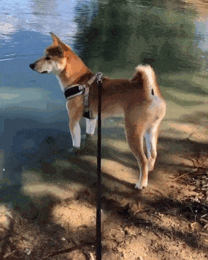 294_368 竖版 竖屏