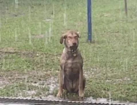 被主人批评后狗子故意跑到院子里淋雨笑尿了