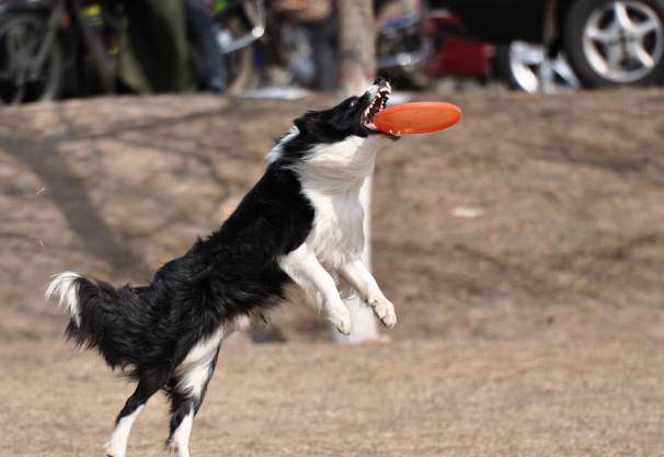 叼飞盘最厉害的4种狗柴犬排第3第1是大家公认的