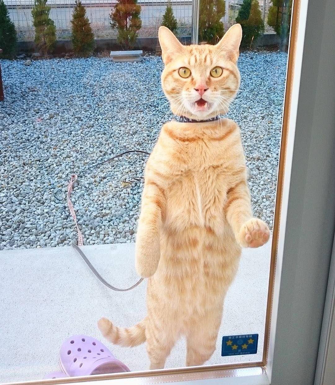一组超萌的猫咪图片,最后一张耳朵真是太大了!