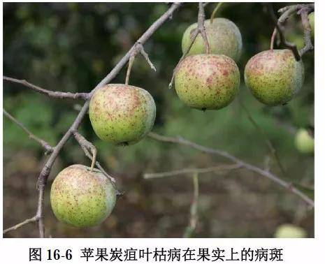【勒夫农业】雨季来临,一定要注意防治苹果炭疽叶枯病