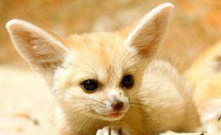 世界上五大最可爱的动物:羊驼排第二,龙猫垫底?