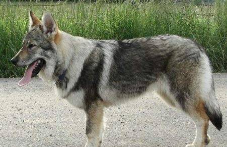 捷克斯洛伐克狼犬,一种既像狼又像狗的犬种.