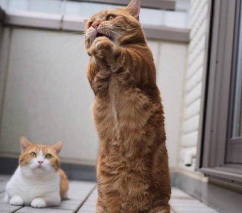 一只放声高歌的橘猫,这表情太好笑了