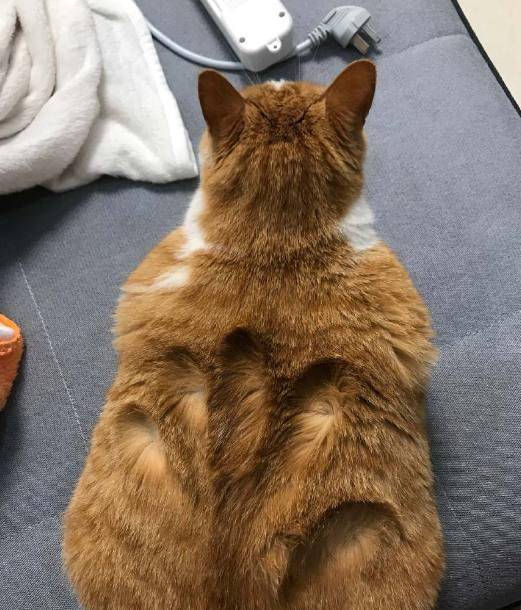主人家一只可爱的橘猫,网友:这是真的胖啊,屁股好圆!