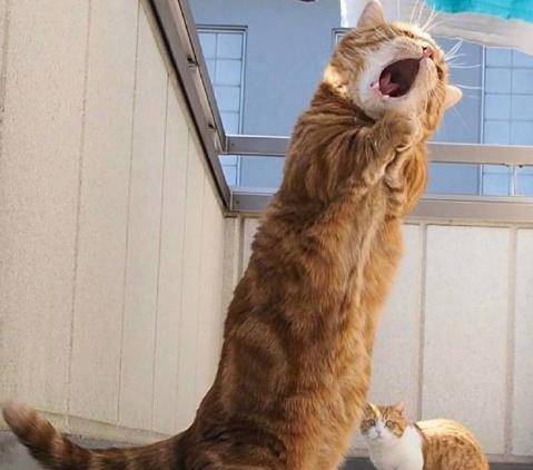 一只放声高歌的橘猫,这表情太好笑了