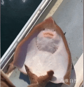 美国一渔民给黄貂鱼挠痒痒,黄貂鱼表现出像笑的表情,却会导致黄貂鱼