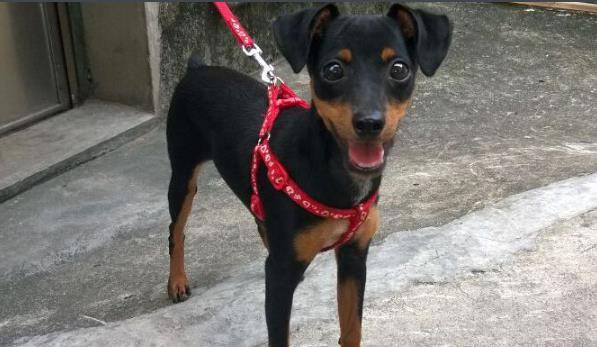 宠物狗:迷你杜宾犬招人喜爱,是主人的开心果,活泼自尊心强!