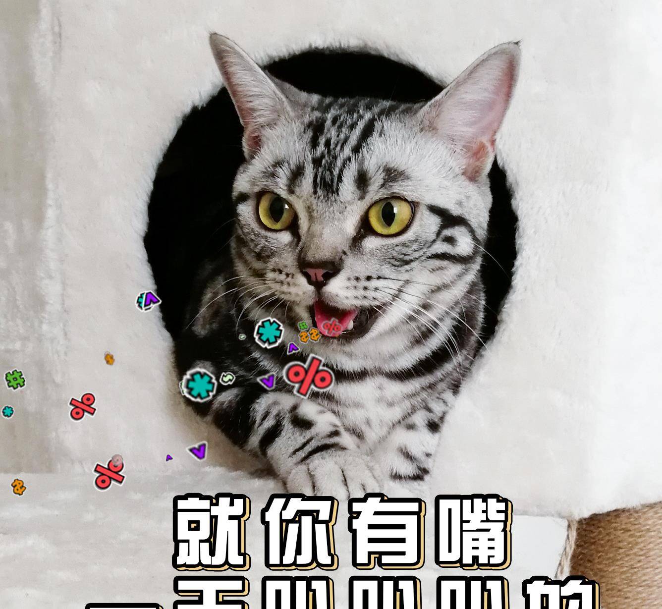 一大波喵星人表情包已经袭来!超可爱小猫咪萌化你的心!