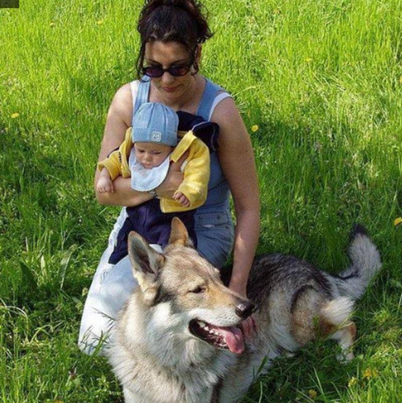 捷克狼犬具有活泼,勇敢,很活跃的个性.它对主人非常忠诚,温顺.