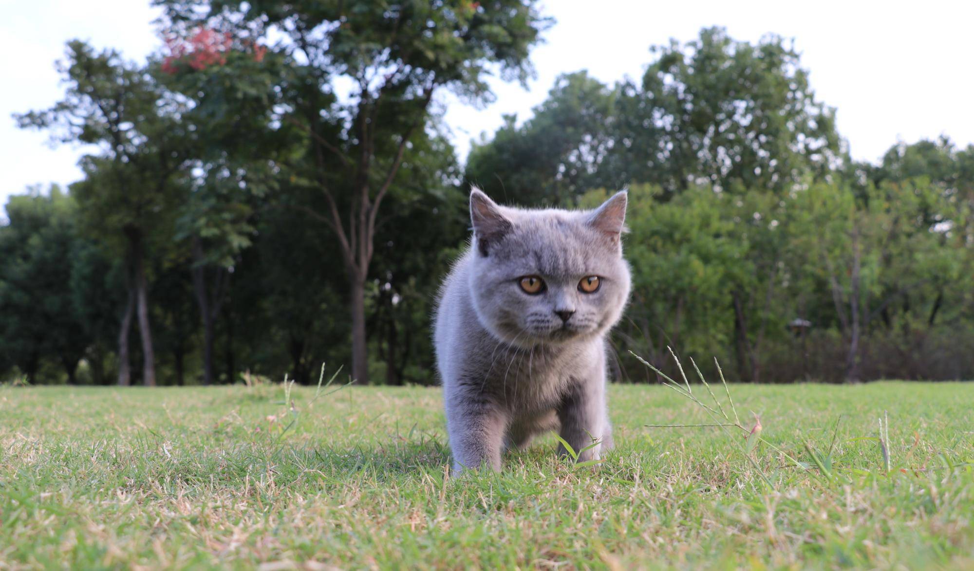 沐米猫舍 英国短毛猫 英短蓝猫 照片