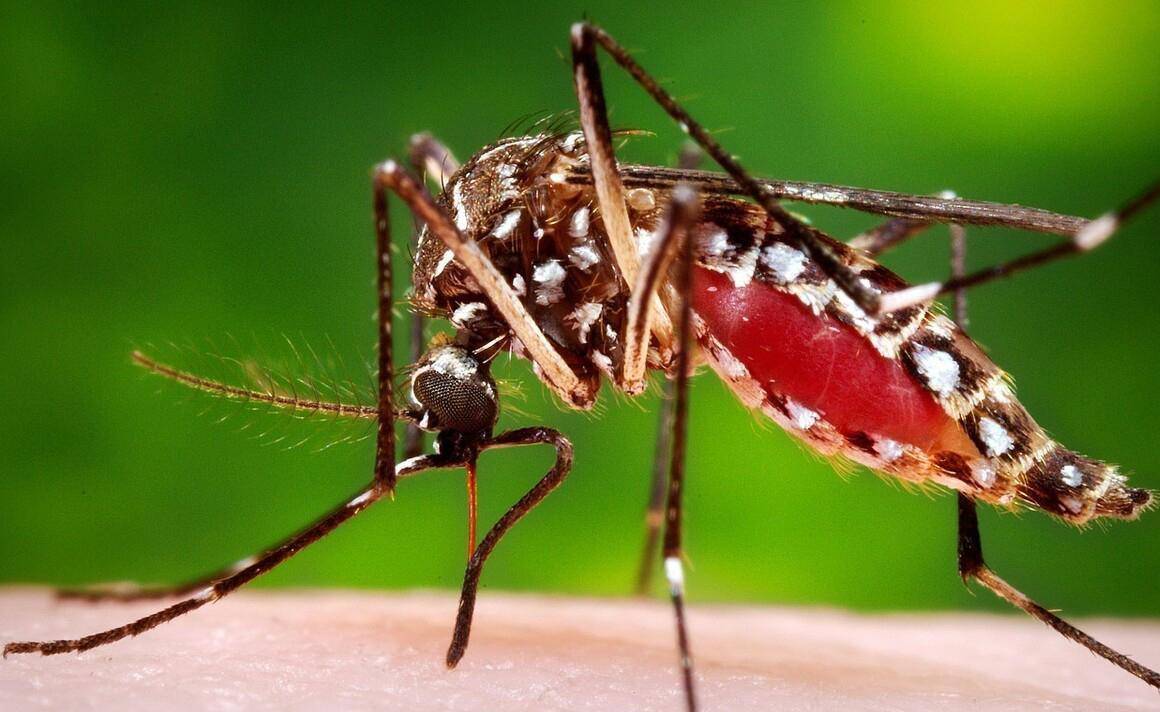 蚊中霸主白纹伊蚊,到底是何方