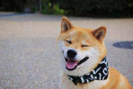 柴犬狗狗,天生拥有治愈系的笑容,你有被它们迷到吗?