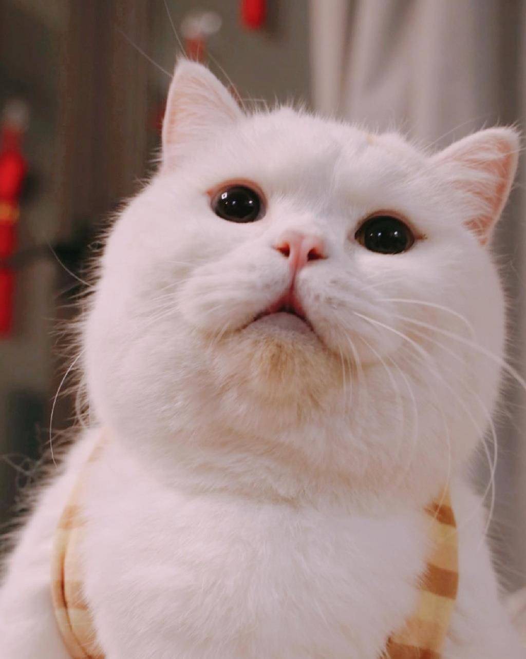 猫猫美图超萌可爱白色喵星人高清手机壁纸