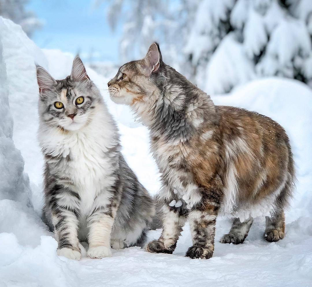 雪地里的缅因猫们,这画面真是太美