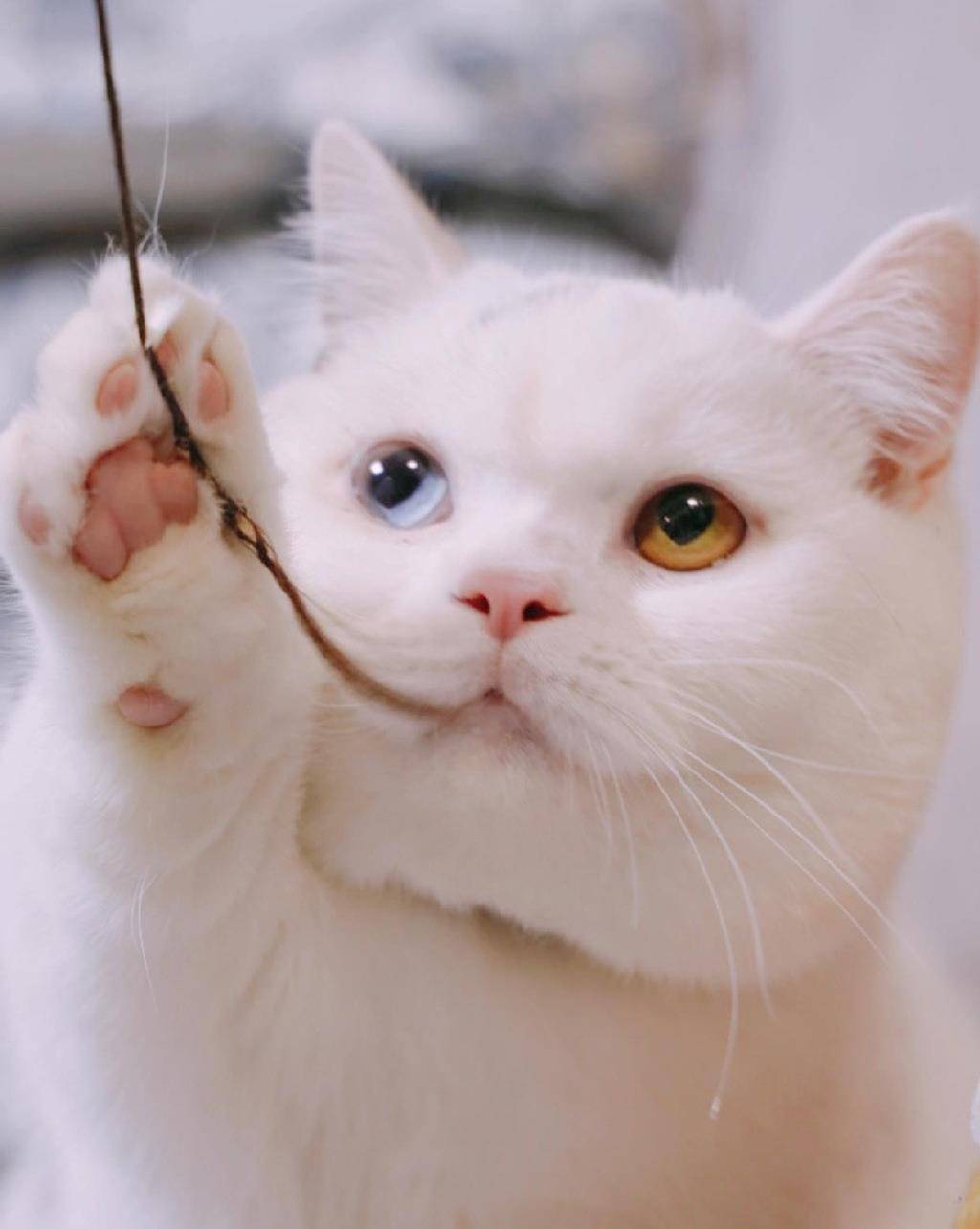 猫猫美图超萌可爱白色喵星人高清手机壁纸