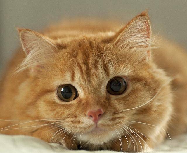 这张照片中是一只长毛猫,浑身橘色的毛发,看起来非常的漂亮.