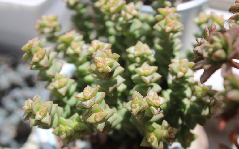 多肉植物小米星平常有哪些养护要点?夏季怎样养才能安全度夏?