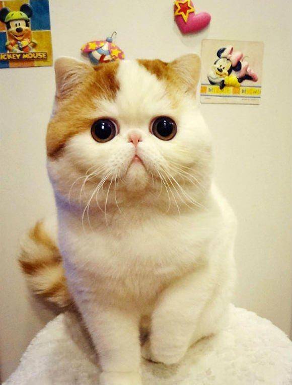 超萌超萌的猫咪!