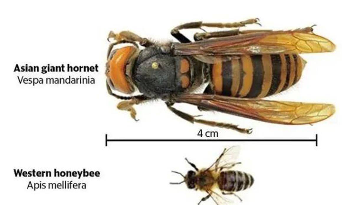 日本大黄蜂为何叫杀人蜂长5cm几只大黄蜂可以灭掉整窝蜜蜂