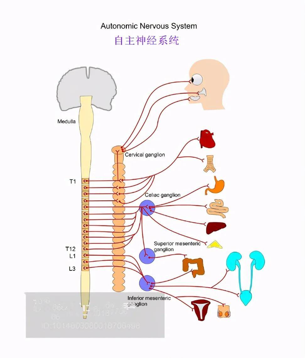 植物神经紊乱的5大症状和4大危害,不得不警惕_什么